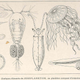 Zooplankton
